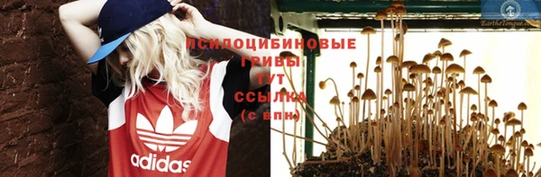 хмурый Белокуриха